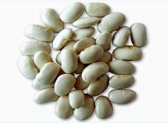 White Kidney Bean Extract,Phaseolus vulgaris extract
