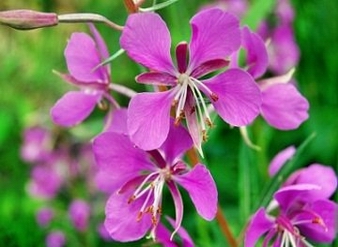 Willowherb extract