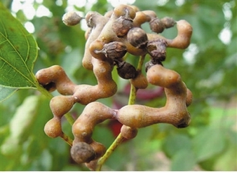 Hovenia dulcis berry extract powder, Oriental Raisin Tree Extract, Zhi Ju Zi Extract