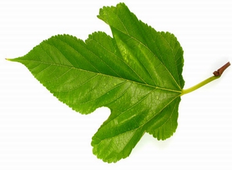 Mulberry Leaf Extract, Morus alba leaf extract