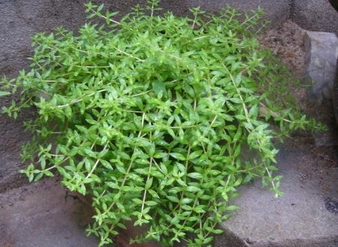Stringy Stonecrop Herb Extract