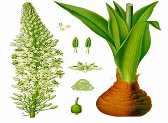 Squill Extract , Sea squill Extract, Sea onion Extract,  Mar