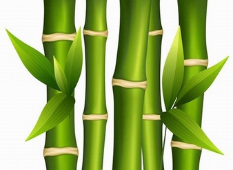 Bamboo Extract, Bamboo leaf Extract,Bamboo shoot Extract