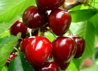 Cherry Extract, Tart Cherry Extract, Black Cherry Extract