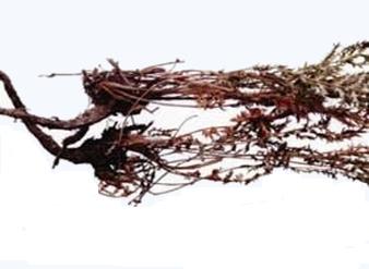 Potentilla Alba L Root Extract, Potentillae Chinensis Extrac