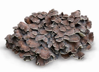 Grifola Frondosus extract, Maitake Extract, Maitake Mushroom