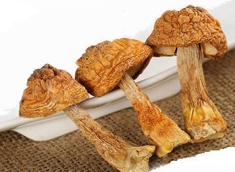 Agaricus mushroom Extract,  Agaricus Blazei Murill Extract,