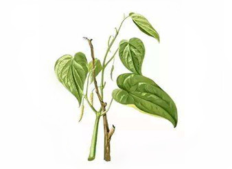 Piper betle Extract, Betel Extract