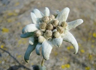 Edelweiss Extract