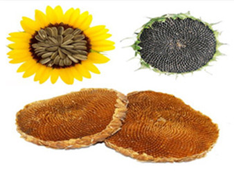 Sunflower disc Extract, Sunflower plate Extract, Sunflower p