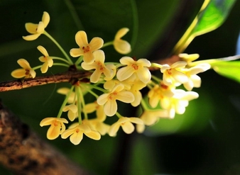 Sweet Olive Extract, Sweet-scented Osmanthus Extract
