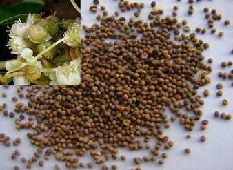 Chinese Dodder Seed Extract, Cuscuta Extract