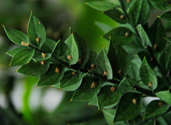Butcher’s Broom P.E., Ruscus aculeate Extract