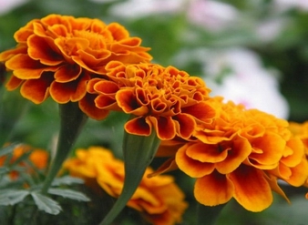 Lutein, xanthophyll, Marigold Extract