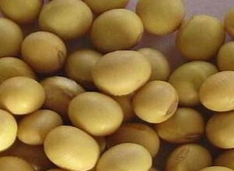SoyBean Isoflavones, Soybean P.E.