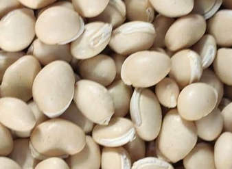 White Hyacinth Bean extract, Semen Dolichoris Album extract