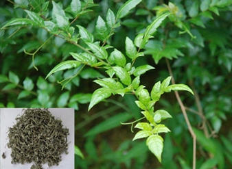 Dihydromyricetin, Cany tea extract, Vine Tea Extract, Ampelo