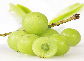 Phyllanthus emblica Extract, Amla Extract, Water-soluble Em